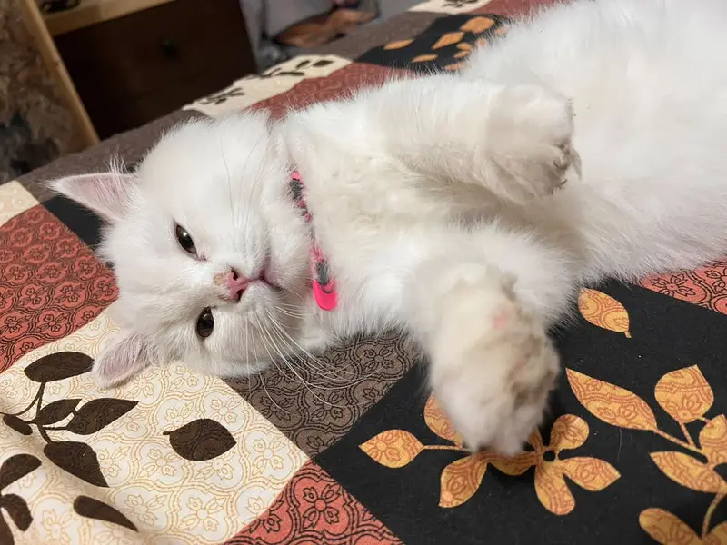 Persian kitten 5 month — photo 7