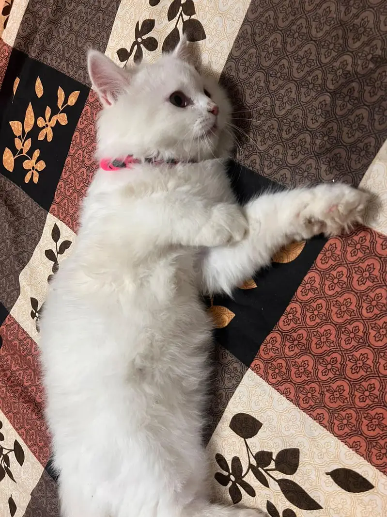 Persian kitten 5 month — photo 8