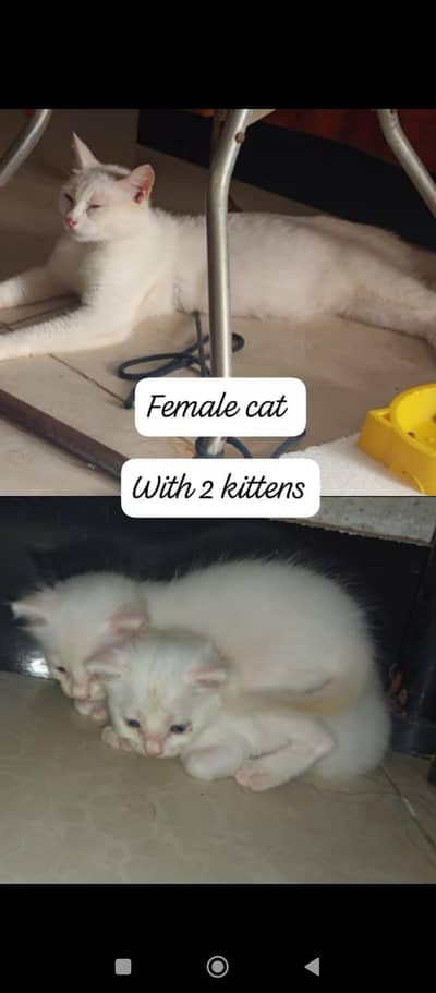 cute cat persian