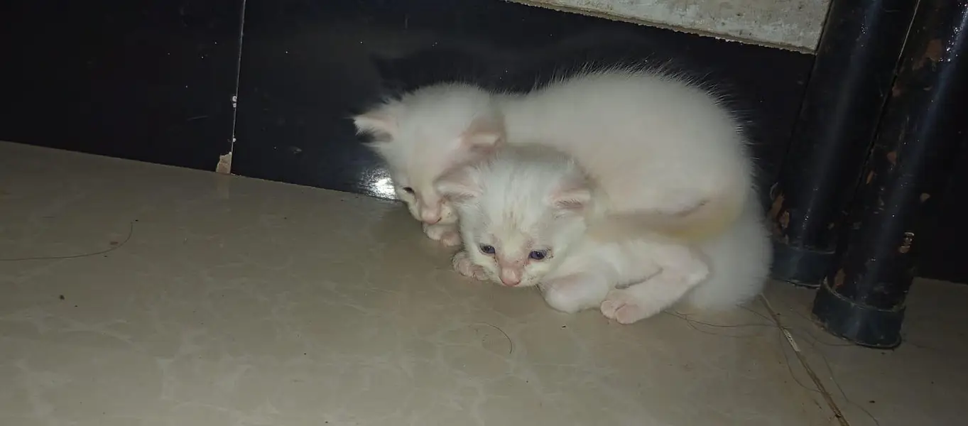 cute cat persian — photo 2