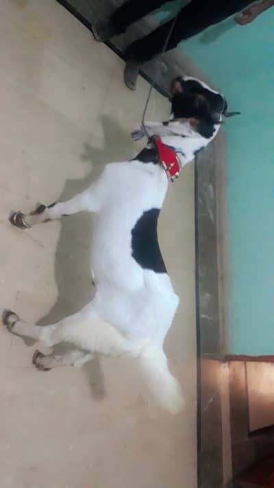 bisser breed age 7month