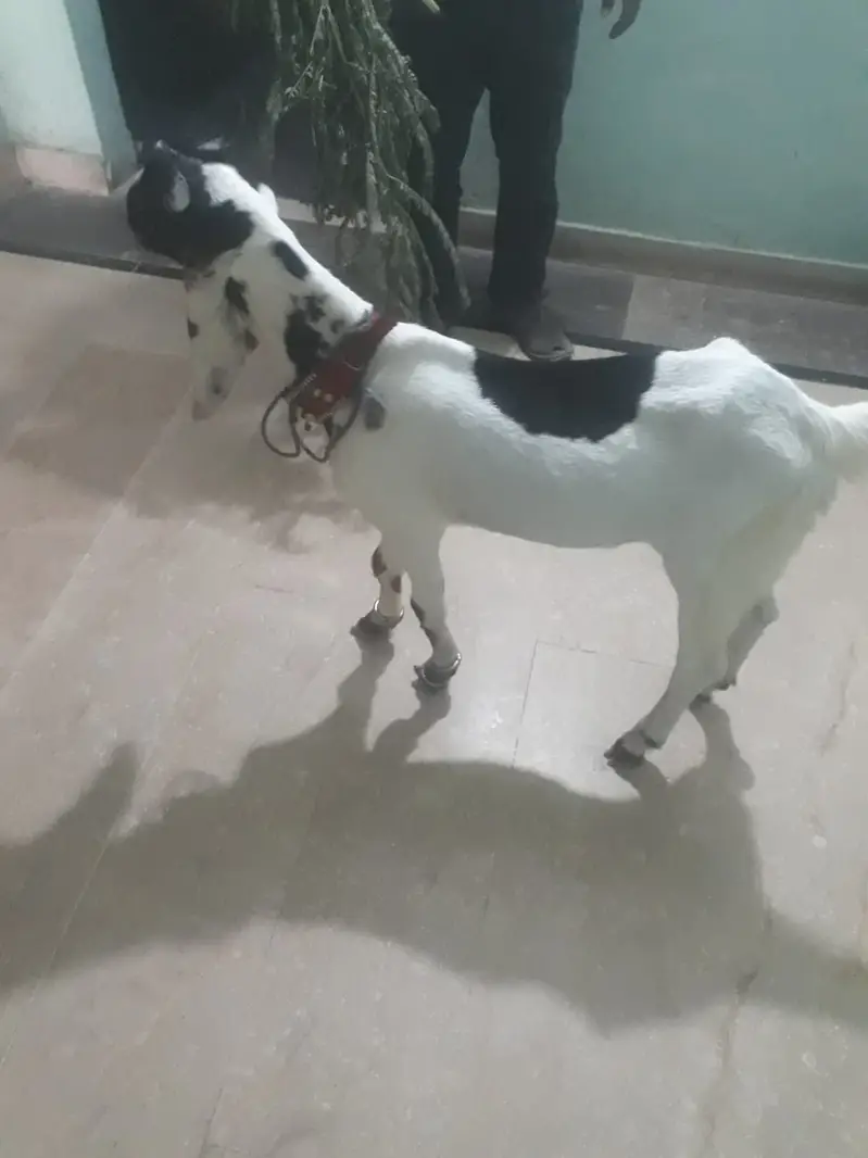 bisser breed age 7month — photo 2