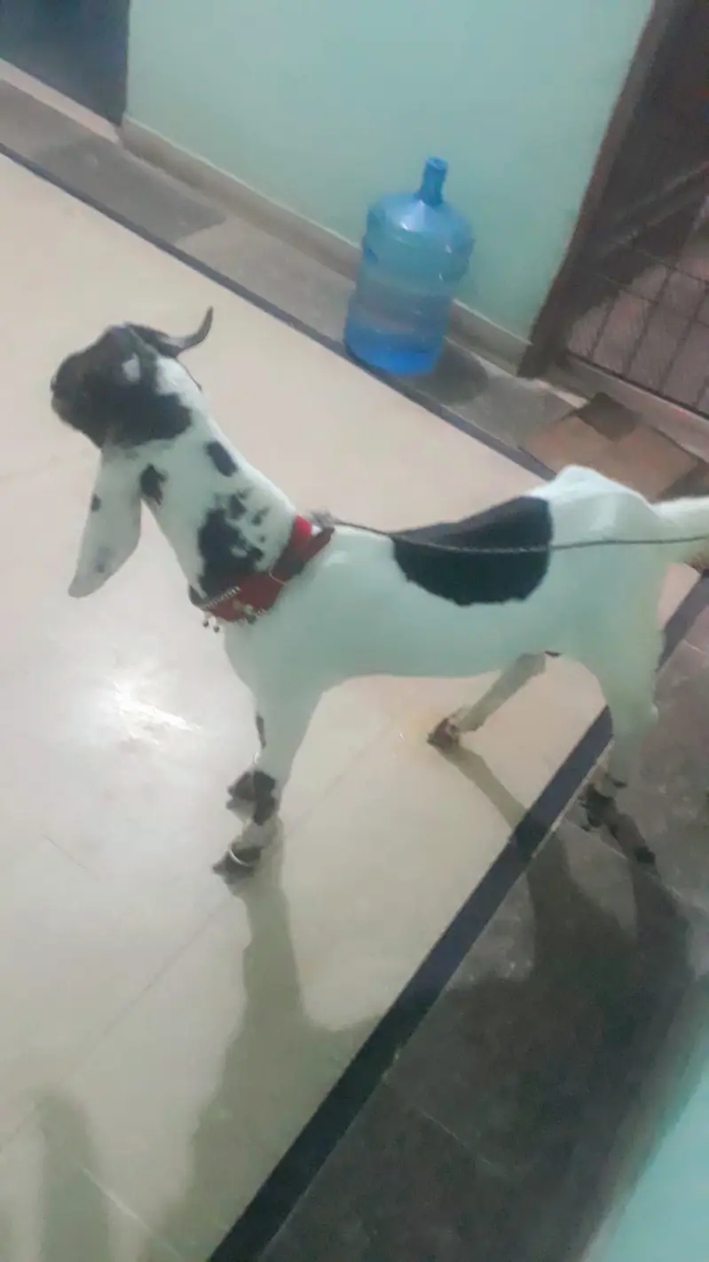 bisser breed age 7month — photo 3