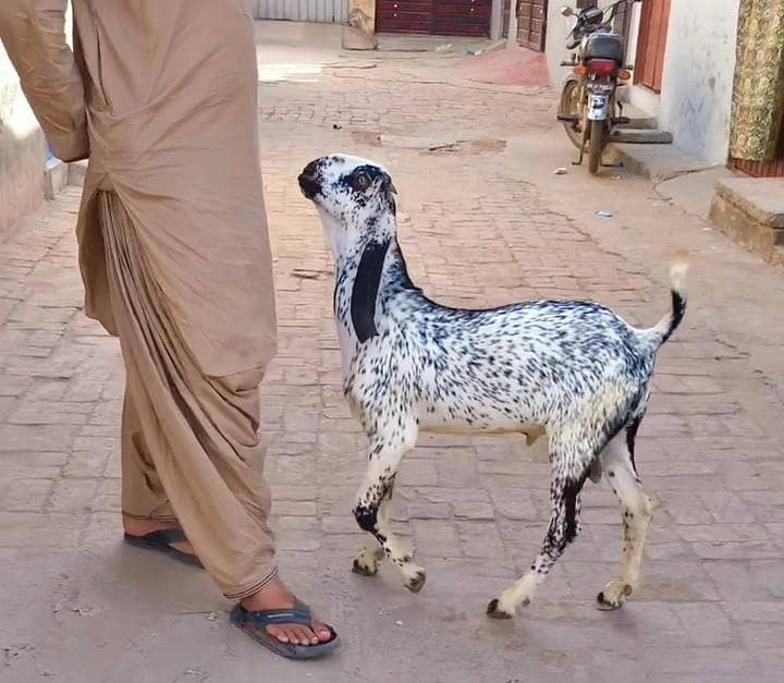 چھ مہینے کا مکی چینی بکرا  فار سیل ملتان 0