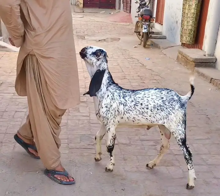 چھ مہینے کا مکی چینی بکرا  فار سیل ملتان — photo 3