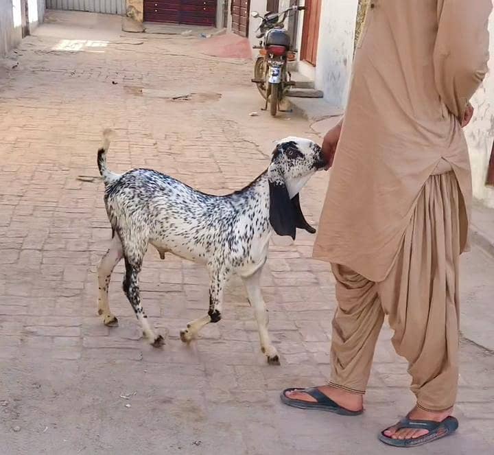 چھ مہینے کا مکی چینی بکرا  فار سیل ملتان 3
