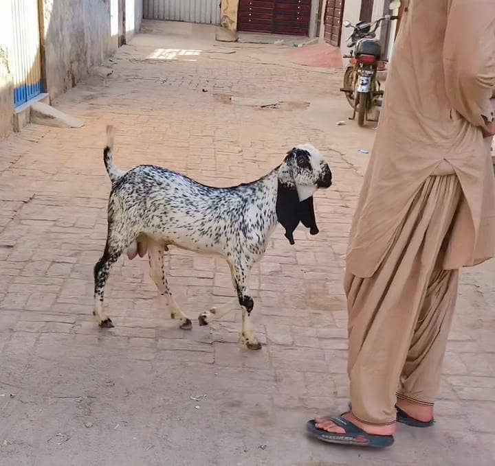چھ مہینے کا مکی چینی بکرا  فار سیل ملتان 4