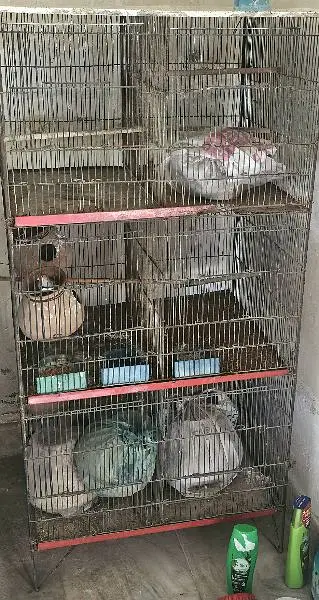 Birds Cage — photo 2