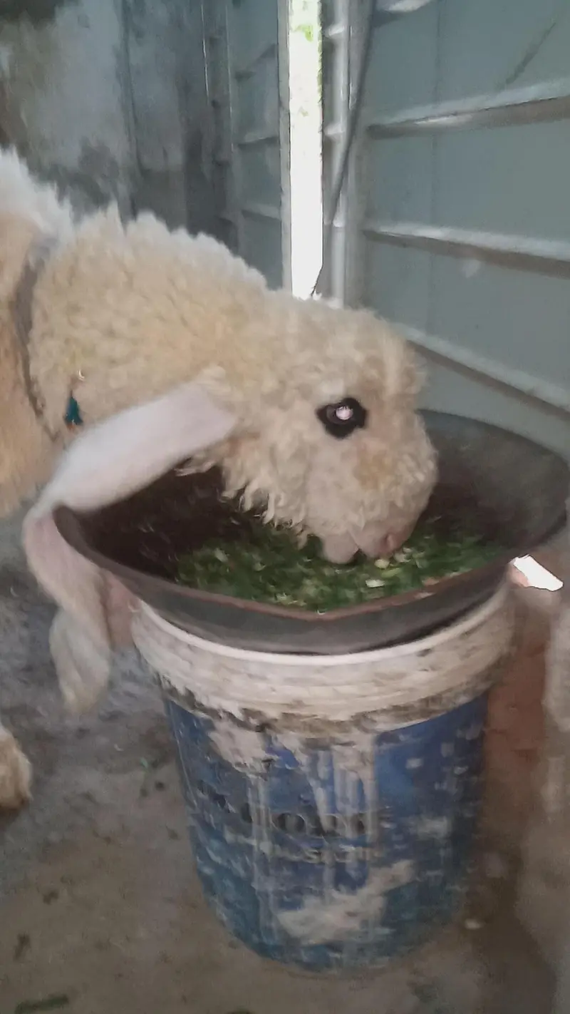 vip pure kajla bacha male for sale — photo 5