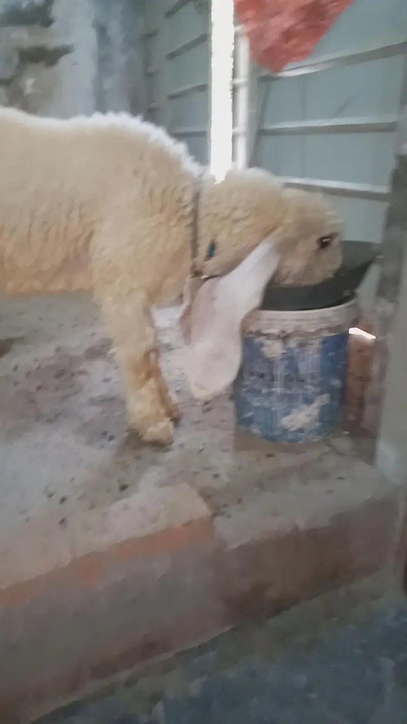vip pure kajla bacha male for sale — photo 7