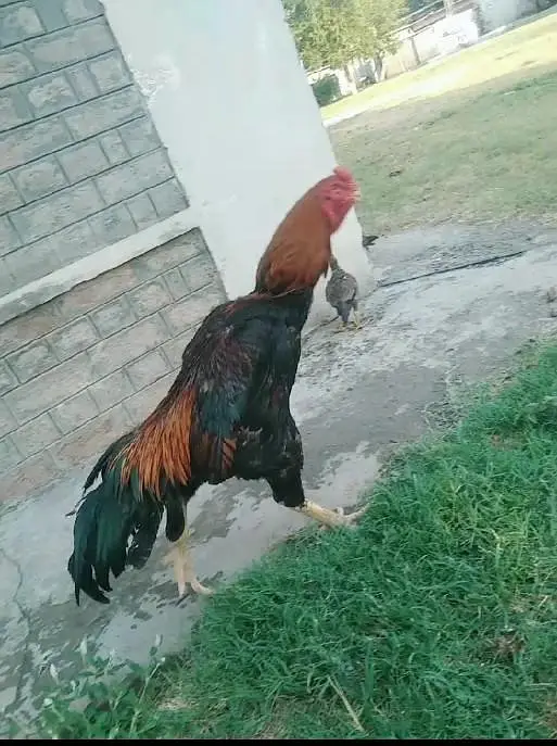 Lakha shamo male