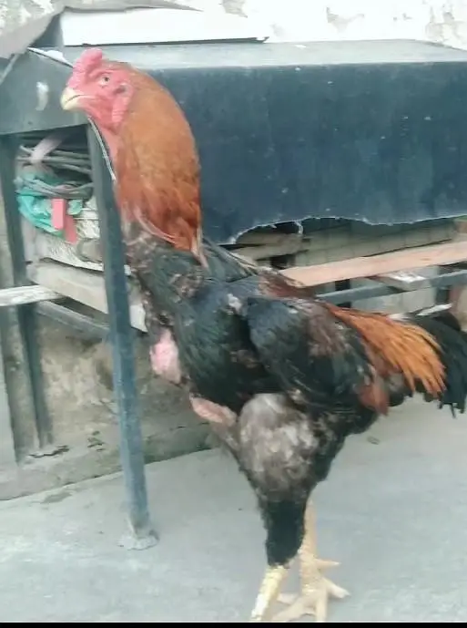 Lakha shamo male — photo 3