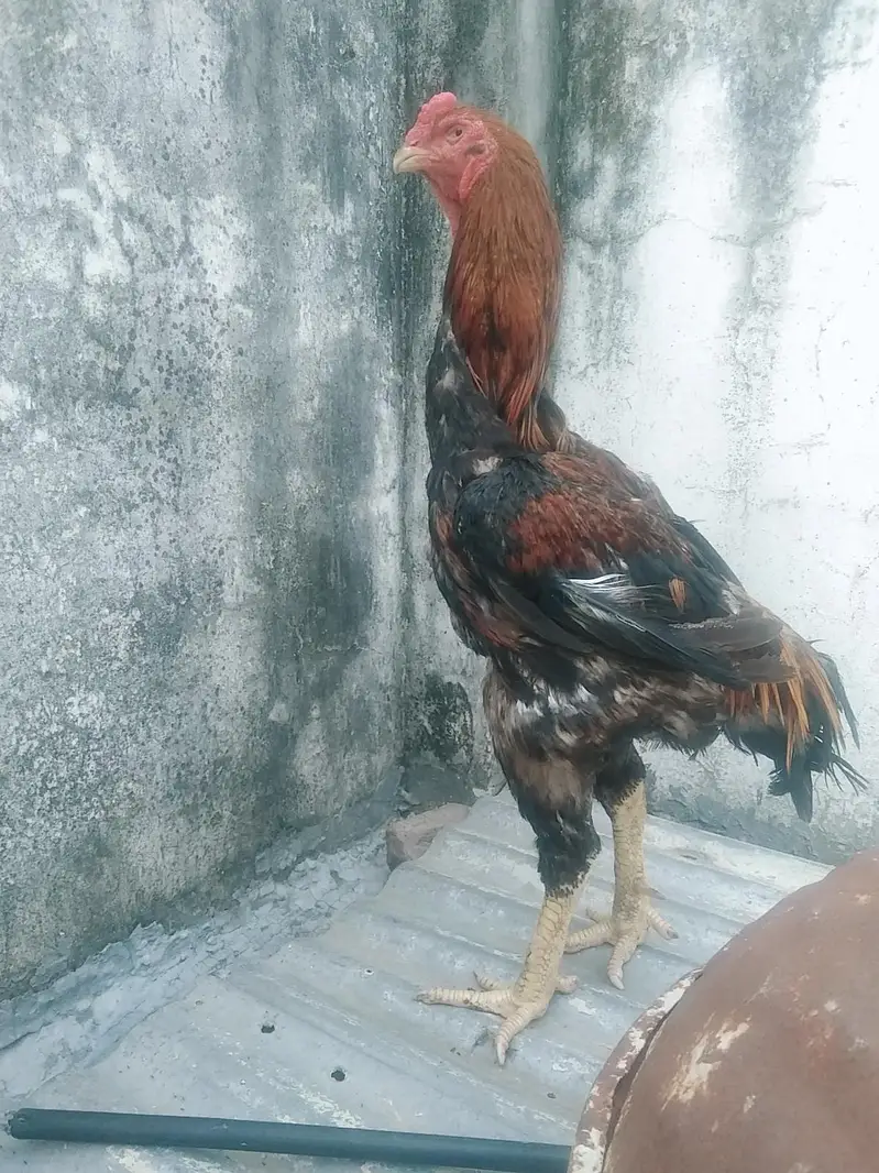 Lakha shamo male — photo 4