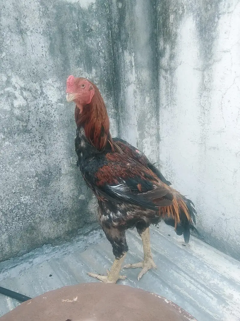 Lakha shamo male — photo 5