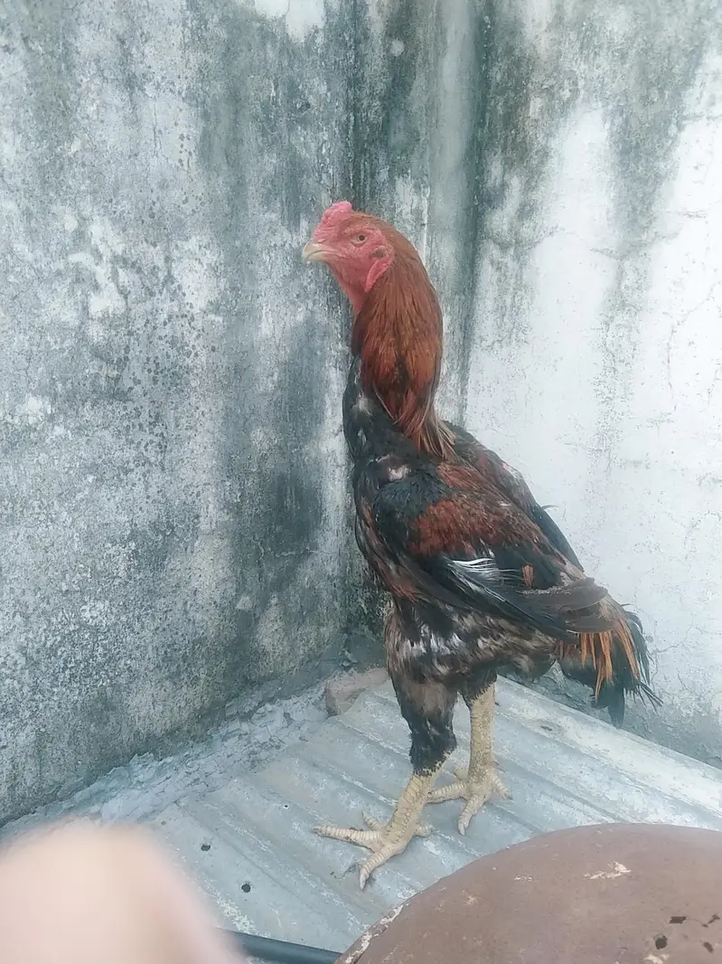 Lakha shamo male — photo 6