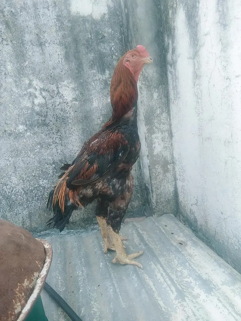 Lakha shamo male — photo 7