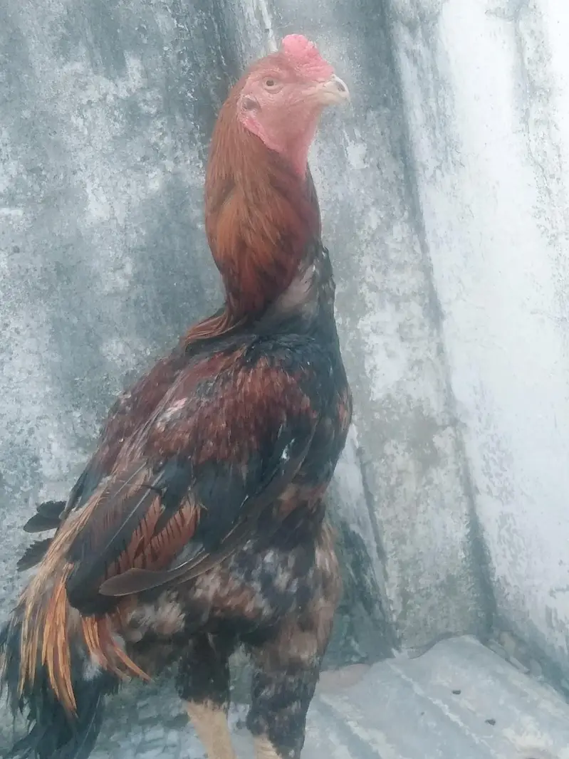 Lakha shamo male — photo 8