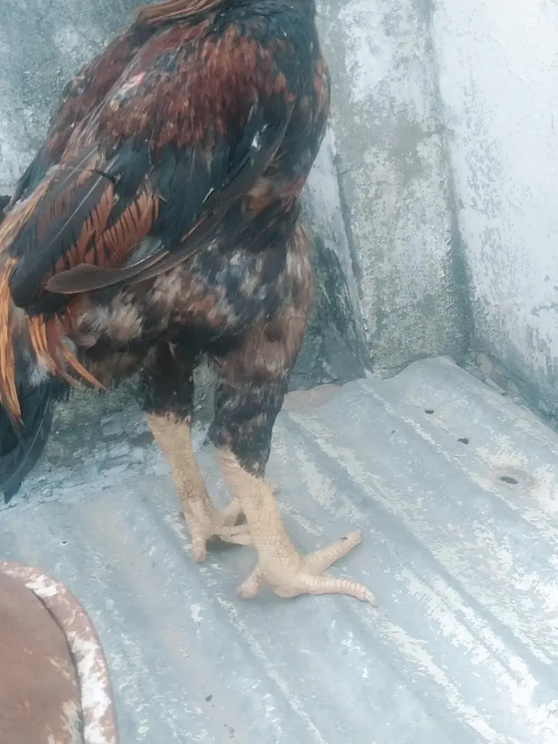 Lakha shamo male — photo 9