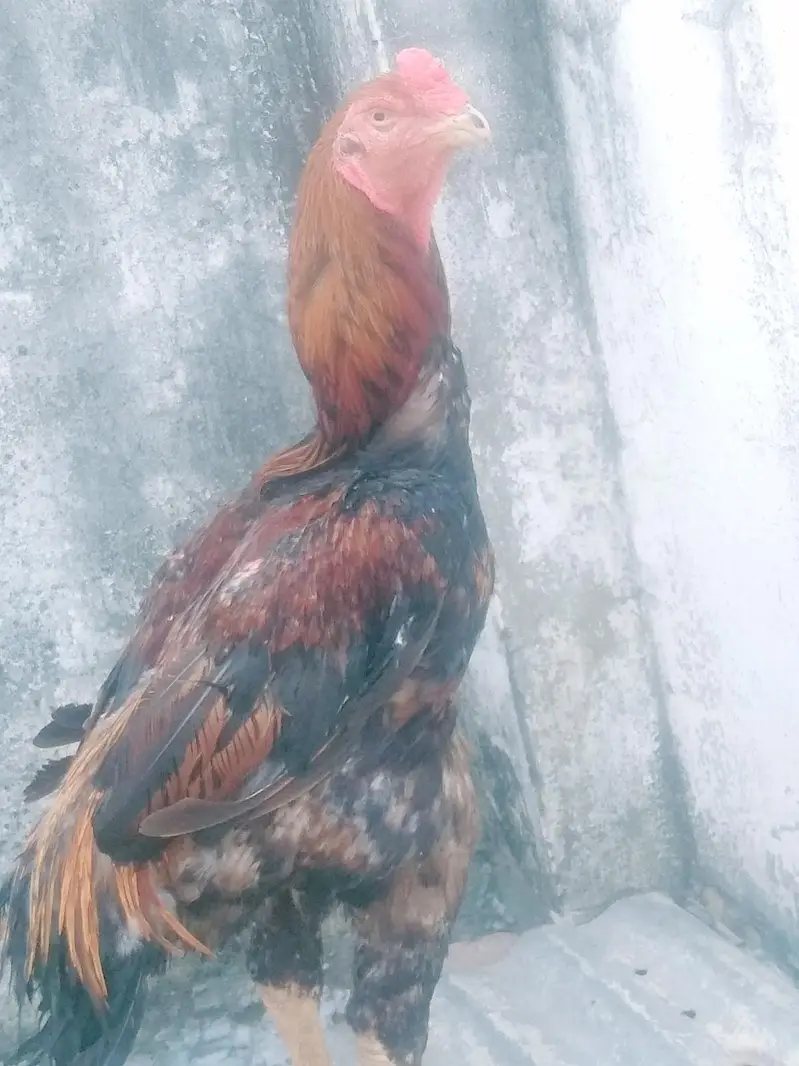 Lakha shamo male — photo 10