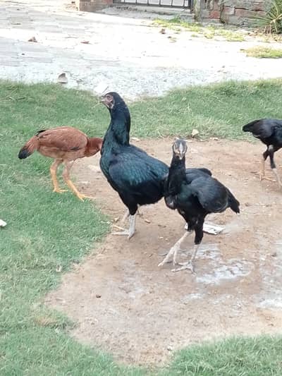 اصل اسیل مرغے مرغیاں