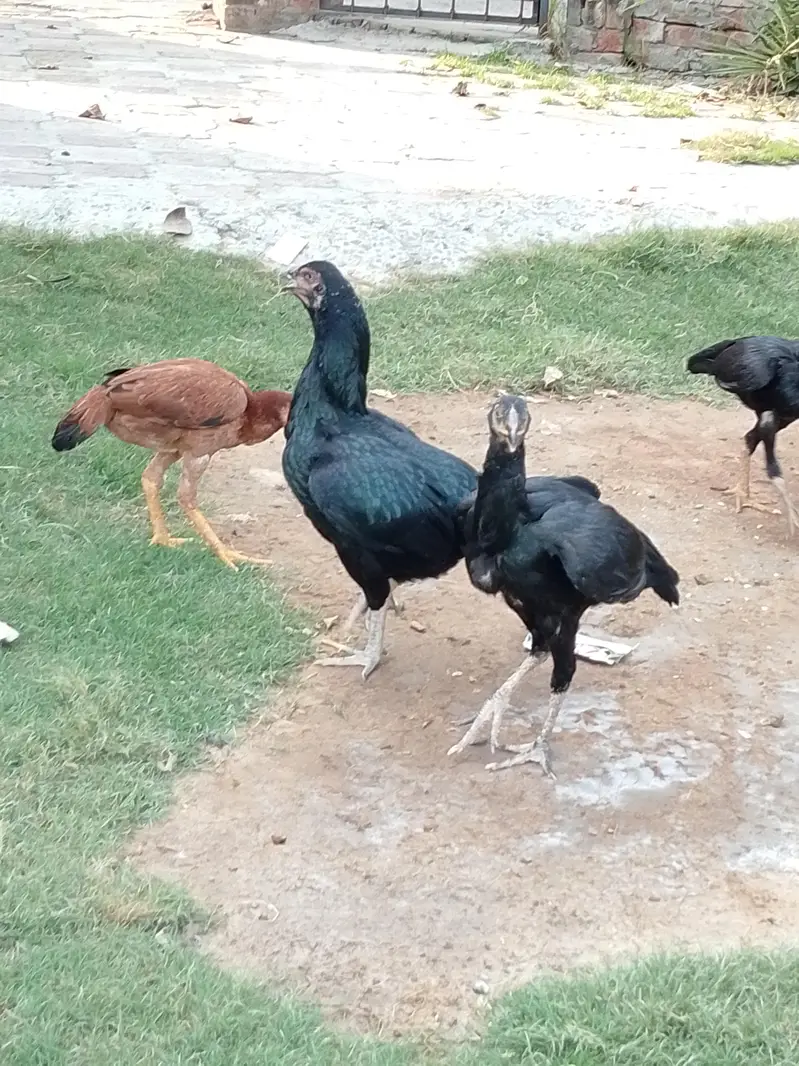 اصل اسیل مرغے مرغیاں