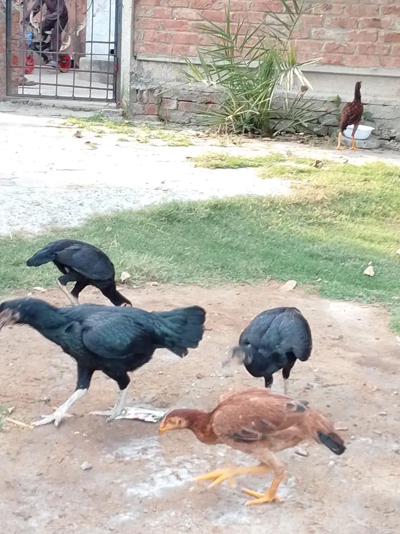 اصل اسیل مرغے مرغیاں — photo 2