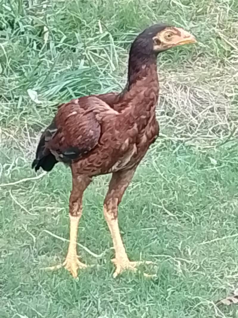 اصل اسیل مرغے مرغیاں 4
