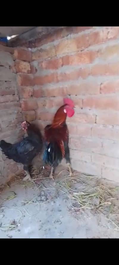 Hans pair