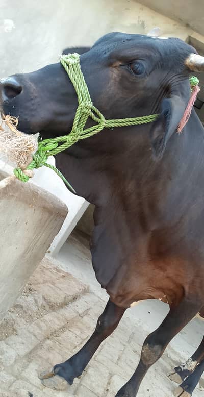 7 Month Gabban Sahiwal Cow 5-6 Liter Milk DG Khan