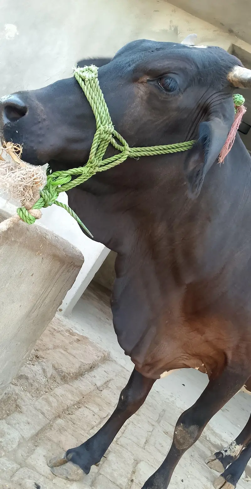 7 Month Gabban Sahiwal Cow 5-6 Liter Milk DG Khan