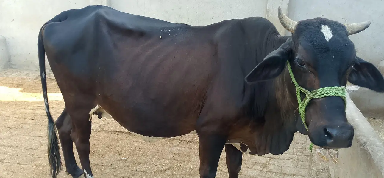 7 Month Gabban Sahiwal Cow 5-6 Liter Milk DG Khan — photo 2