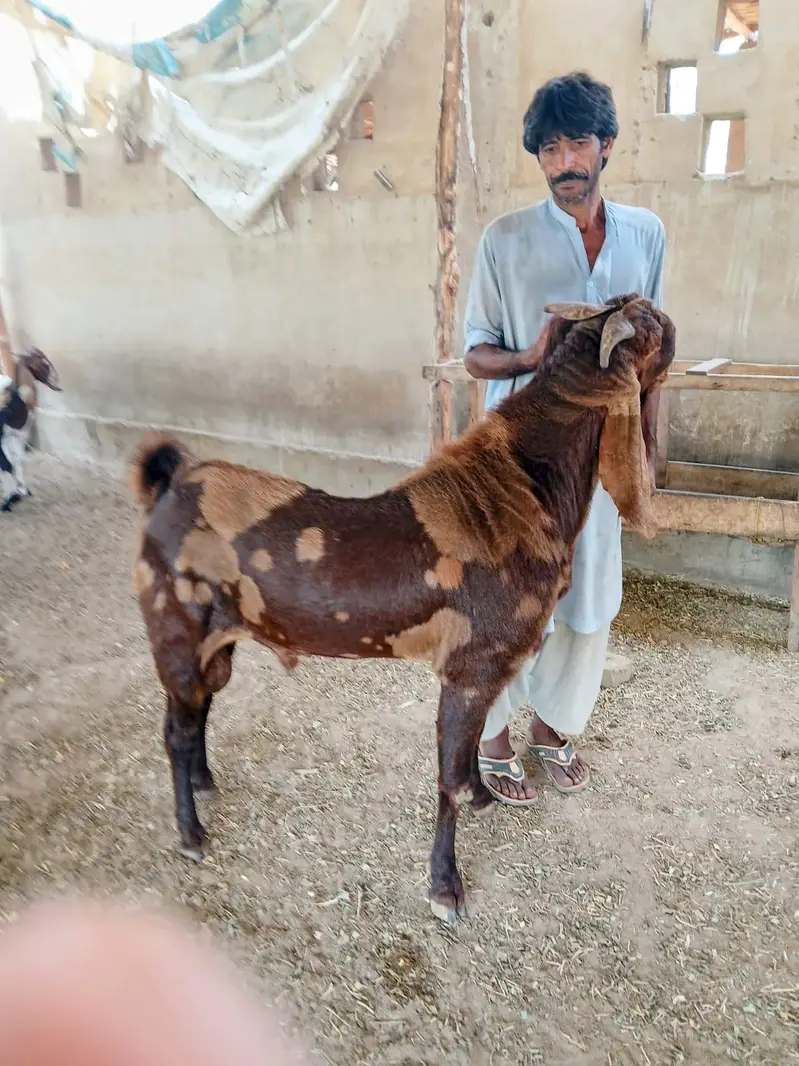 Brider for sale