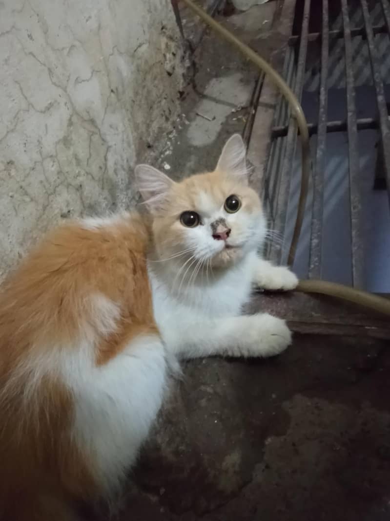 catty 0