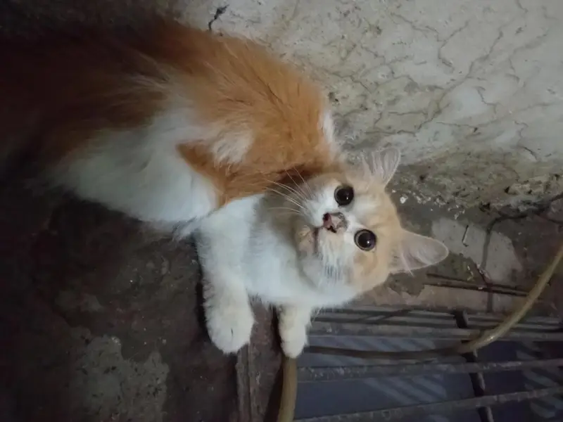 catty — photo 2