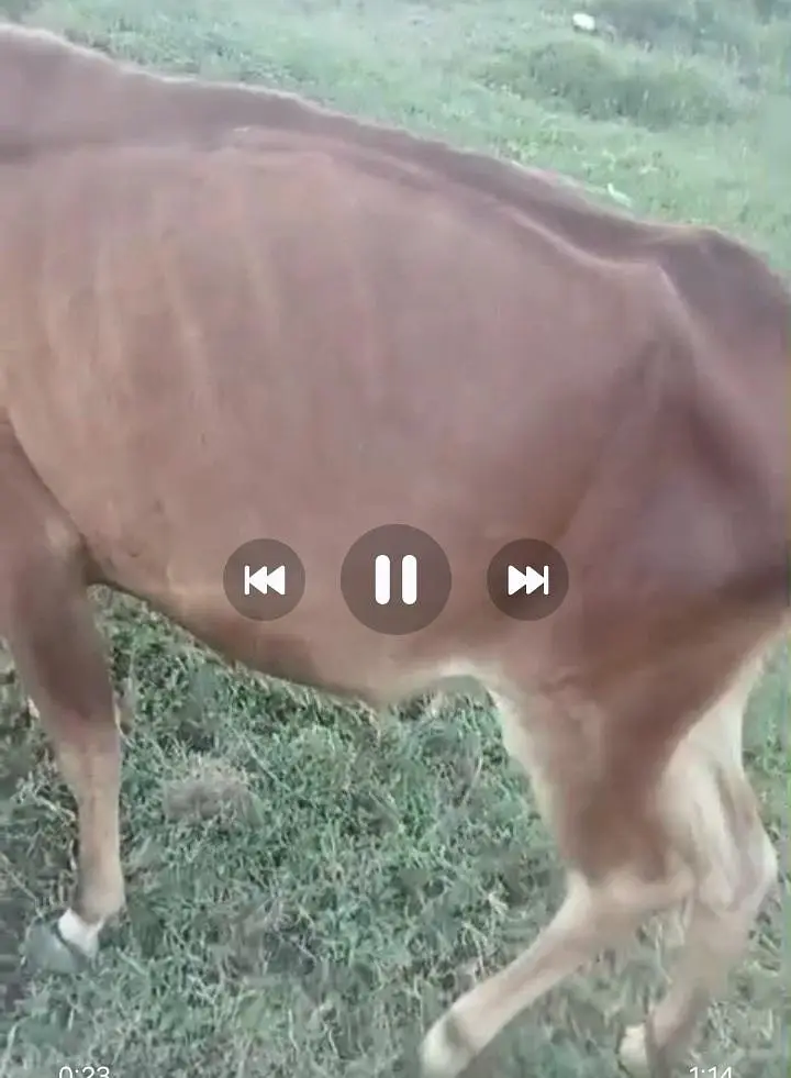 gaye sel karni hay zabah karne ke liye hay sarf