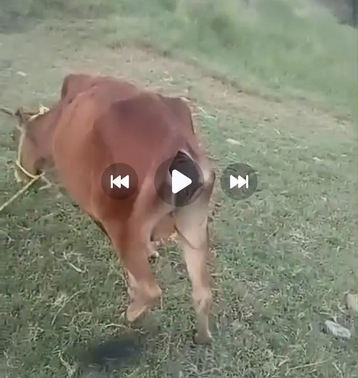 gaye sel karni hay zabah karne ke liye hay sarf — photo 2