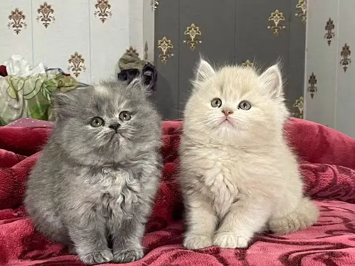 Persian kittens triple coat for sale contact whatsap 03716930454 — photo 3