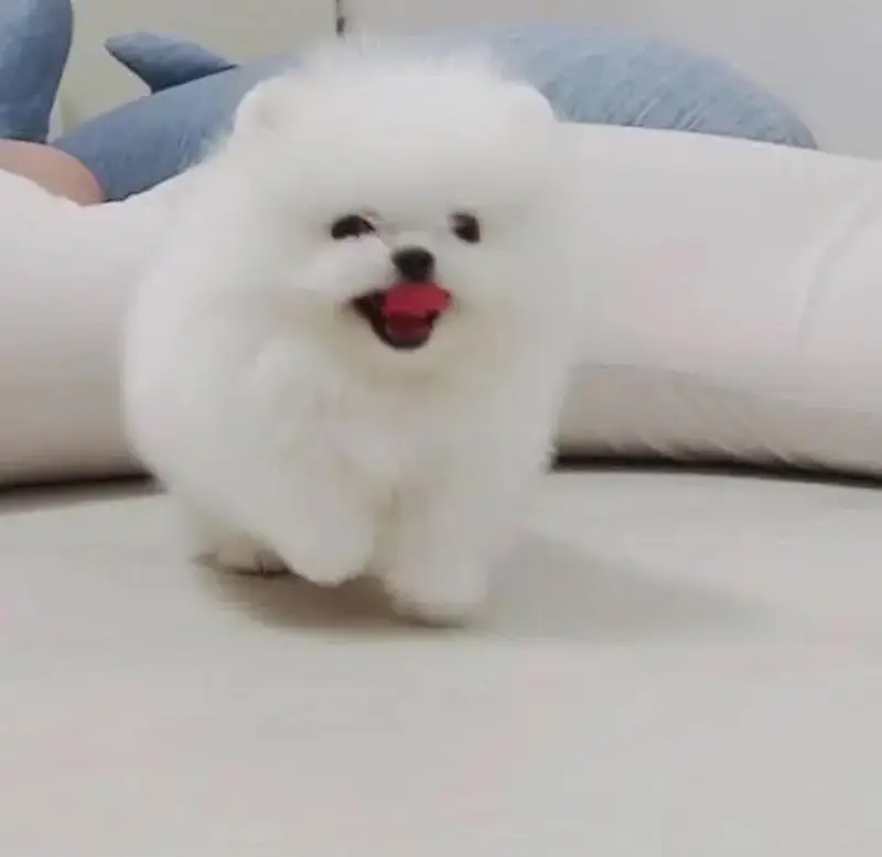 Pomeranian puppies for sale 2 month age