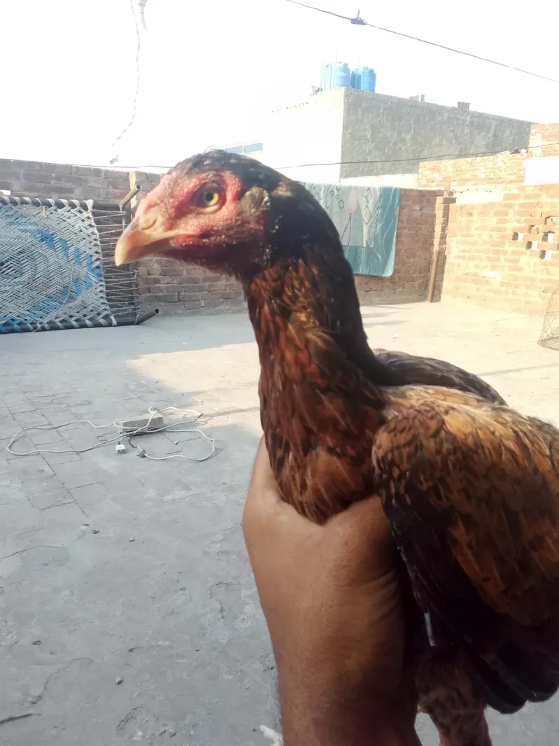 amroha  aseel