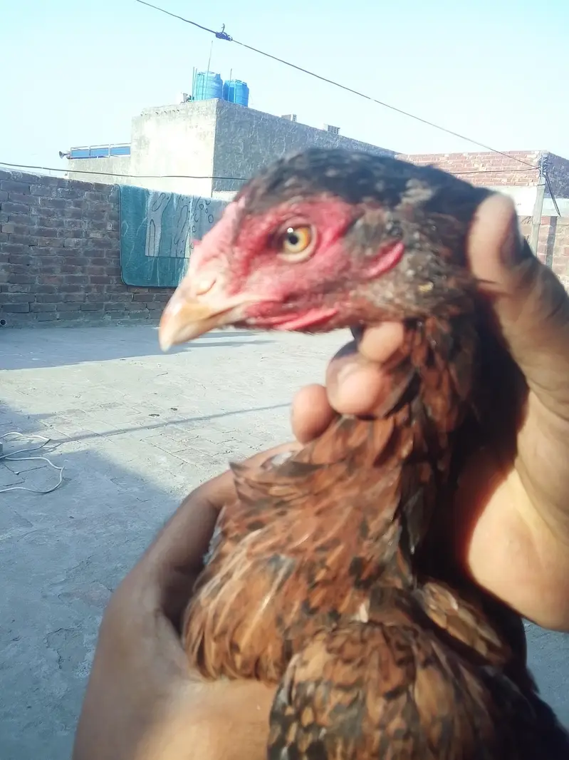 amroha  aseel — photo 2