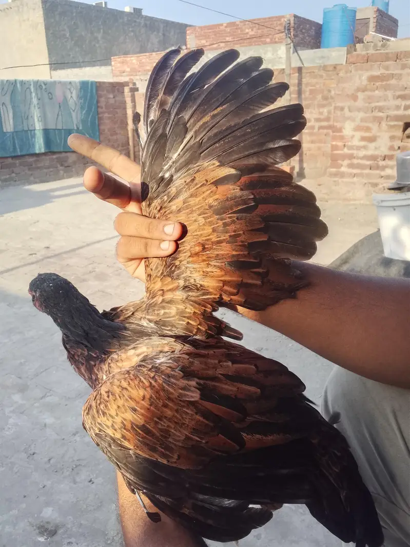 amroha  aseel — photo 3