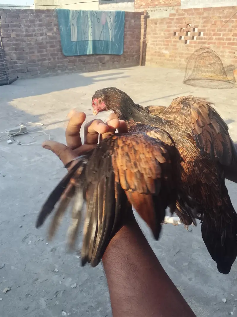 amroha  aseel — photo 4