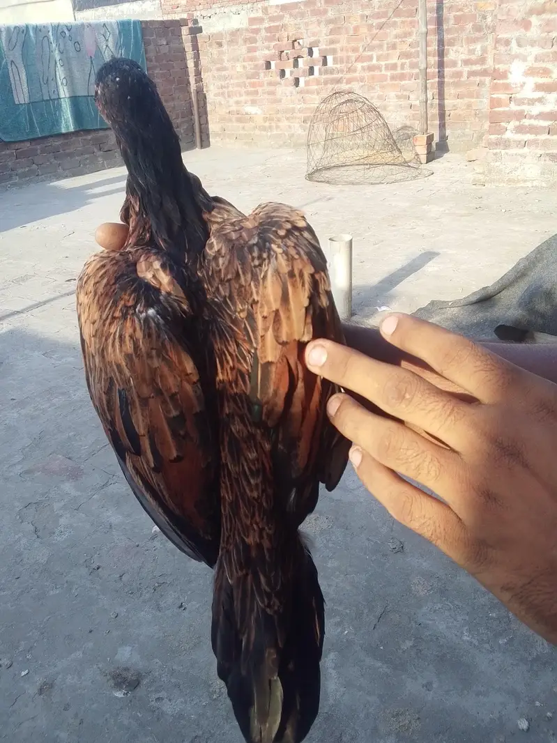 amroha  aseel — photo 5