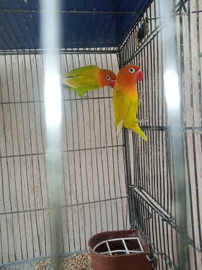 parrot for sale