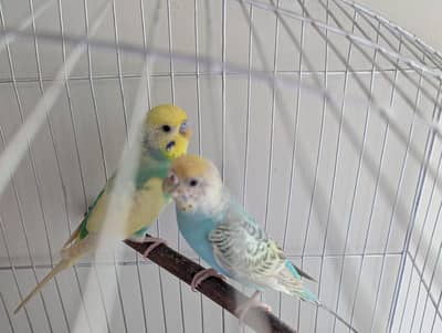 healthy rainbow bugies pair