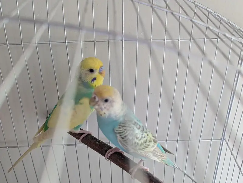 healthy rainbow bugies pair