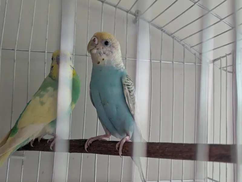 healthy rainbow bugies pair — photo 8