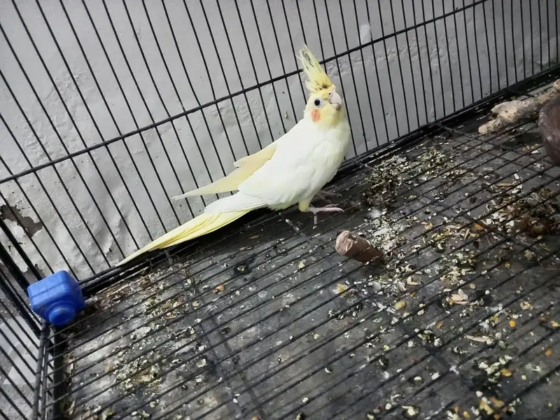 Cockatiel For Sale — photo 2