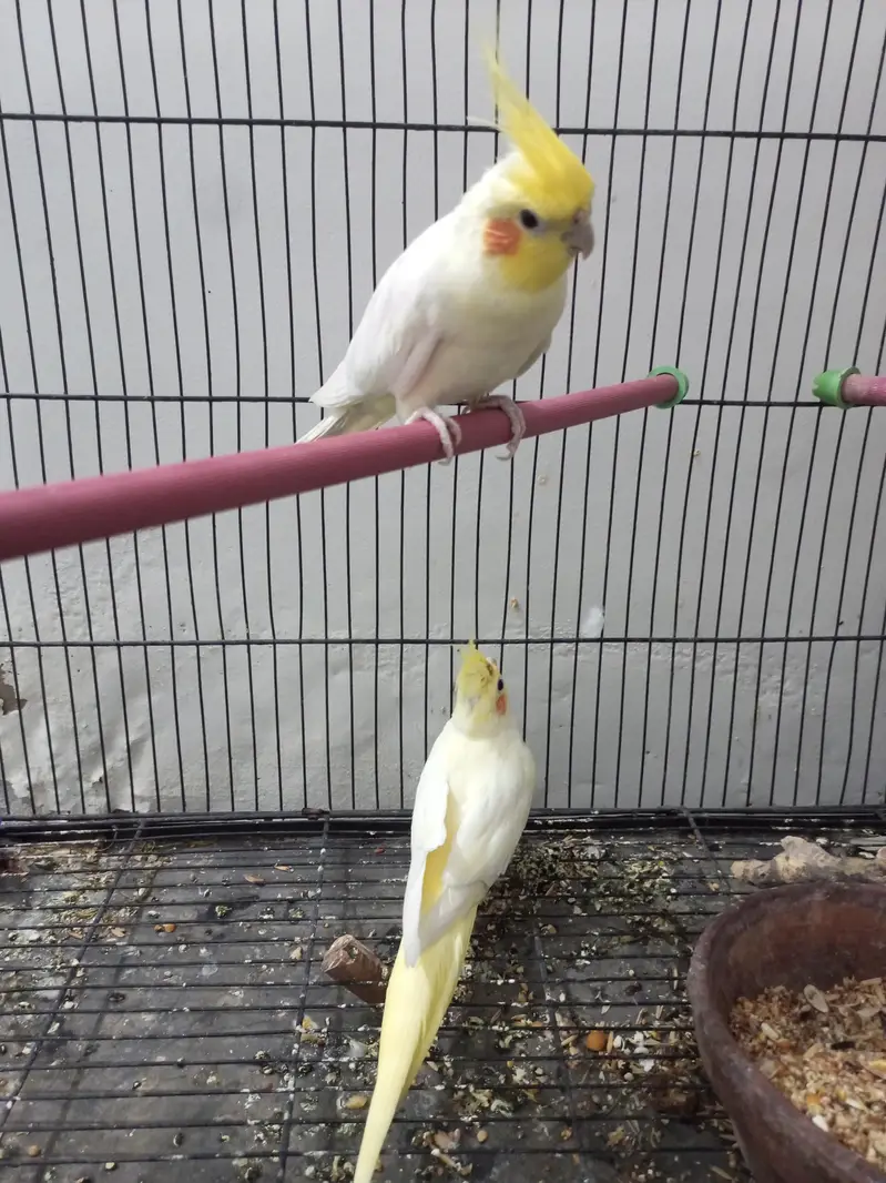 Cockatiel For Sale — photo 3