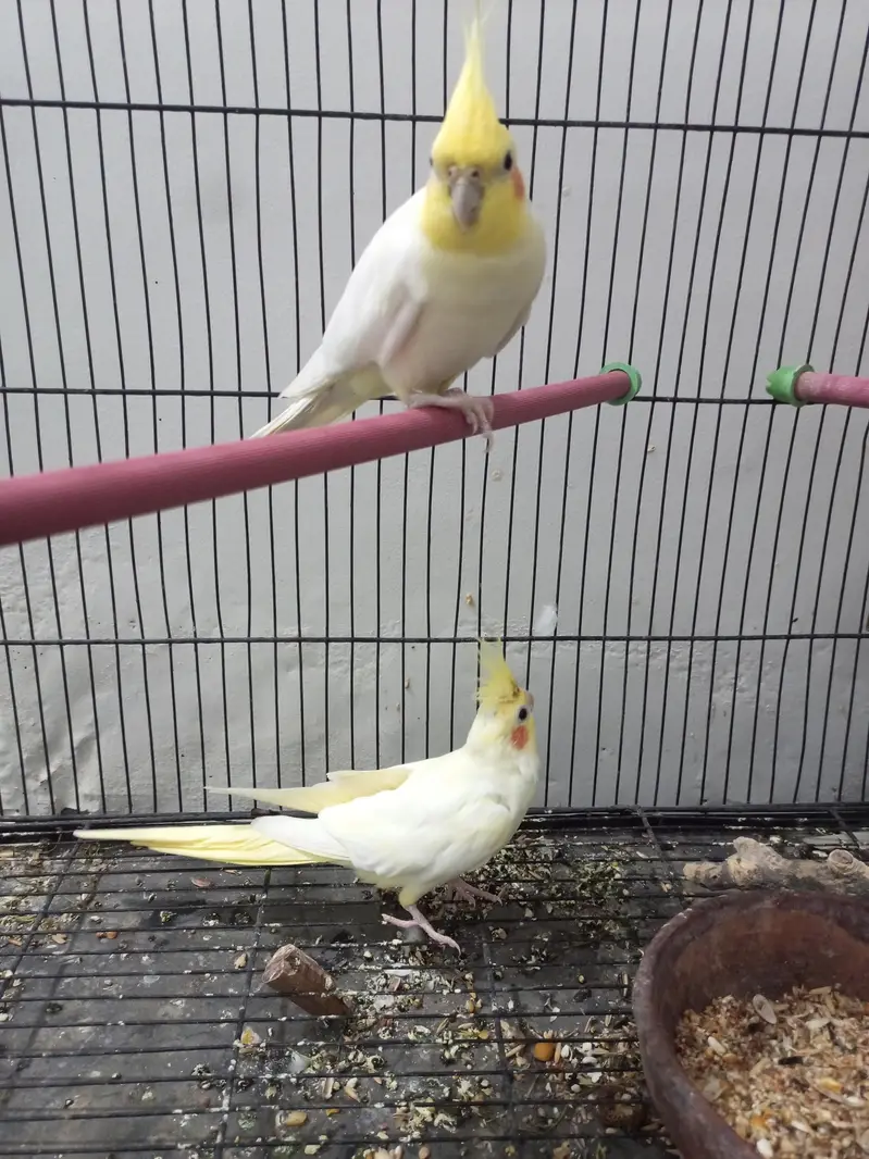 Cockatiel For Sale — photo 4